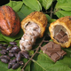 Image for article titled Newly sequenced chocolate genome reveals the secrets of better candy